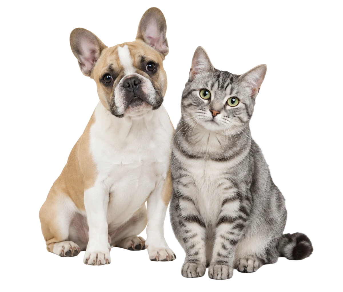 Um cão de pelagem clara e um gato tigrado